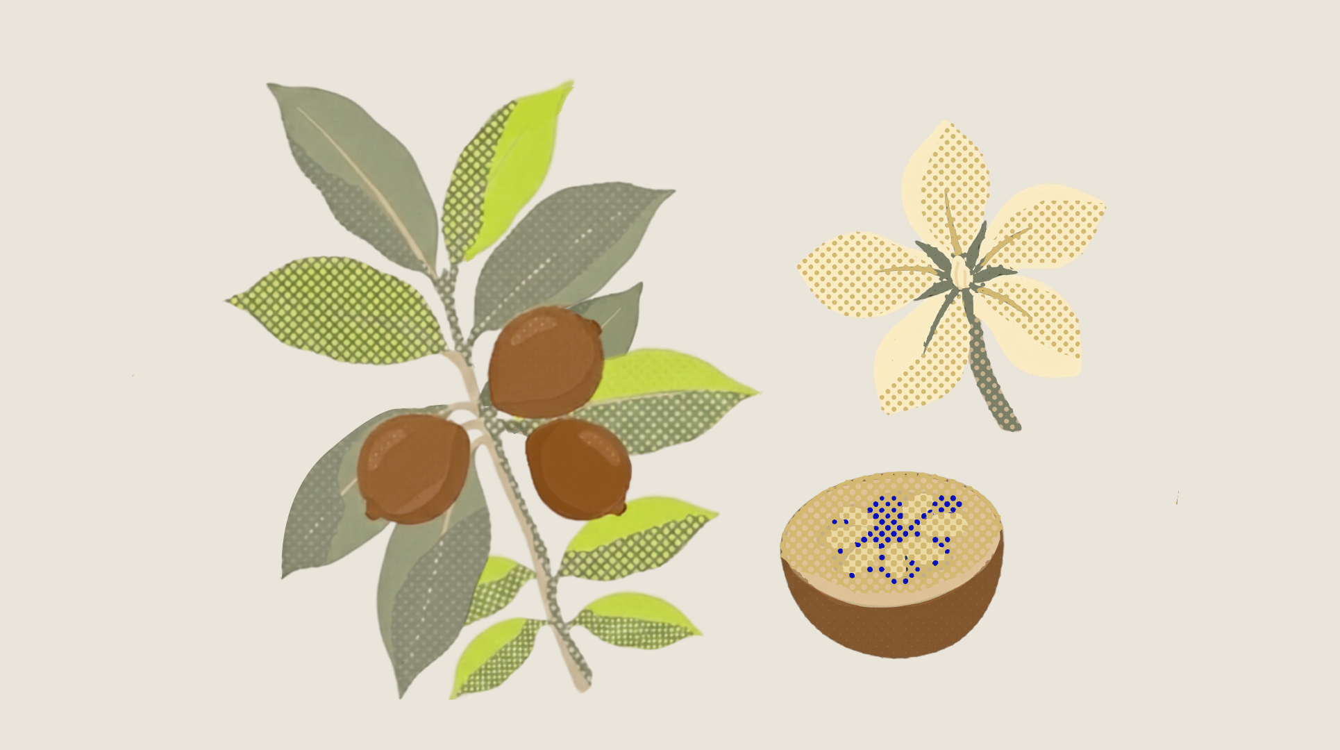 Ilustración de la jagua (Genipa americana): hojas, frutos y flor