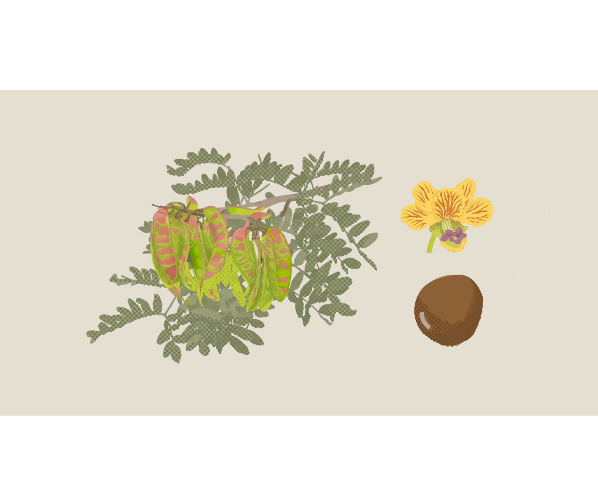 Ilustración del dividivi (Caesalpinia spinosa): hojas, vainas, flor y semilla